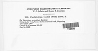 Naohidemyces vaccinii image